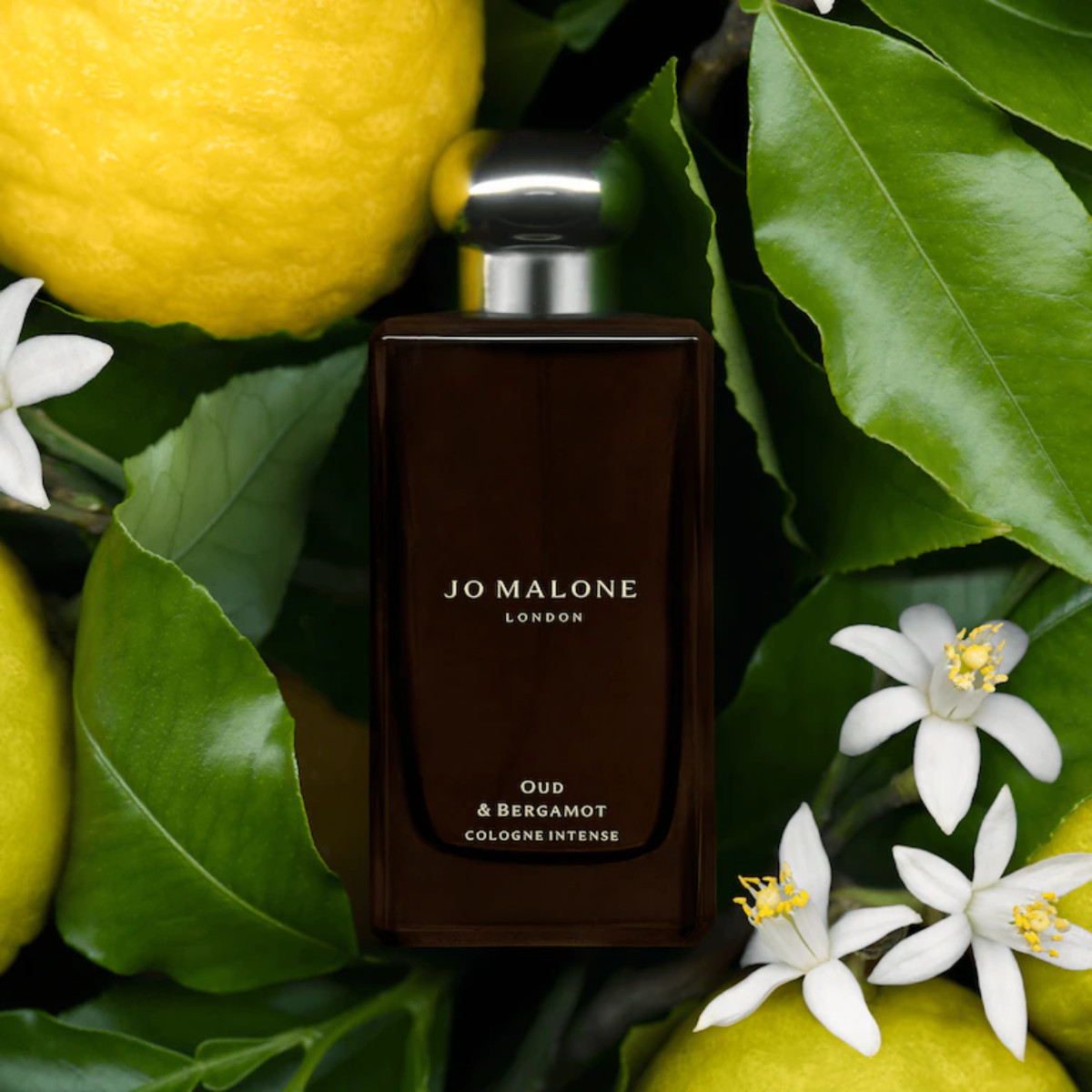 Oud & Bergamot