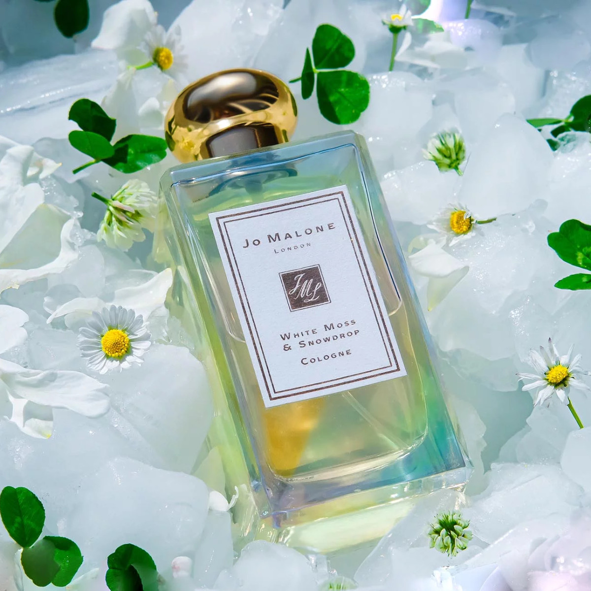 White Moss & Snowdrop